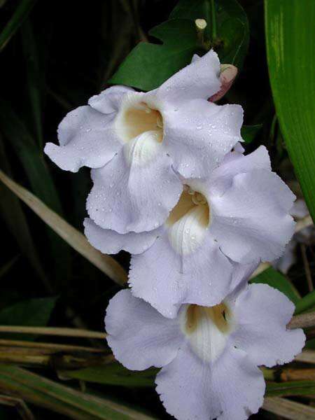 Image of Bengal clock vine