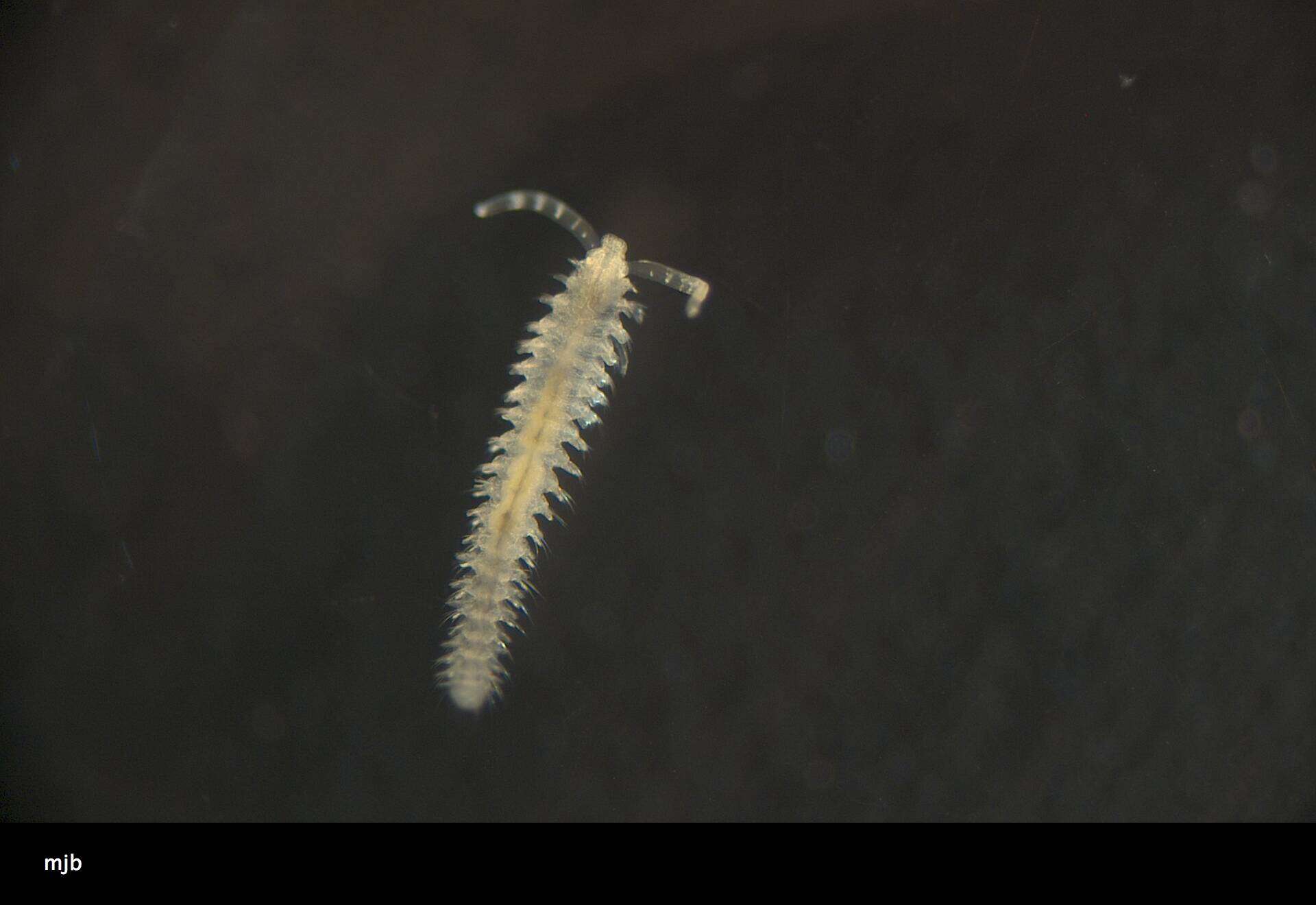 Image of Spionidae