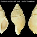 Image of Liomesus stimpsoni Dall 1889