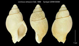 Image of Liomesus stimpsoni Dall 1889