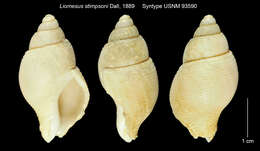 Слика од Liomesus stimpsoni Dall 1889