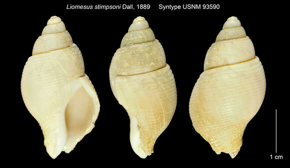 Image de Liomesus stimpsoni Dall 1889