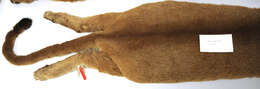 صورة Puma concolor couguar (Kerr 1792)