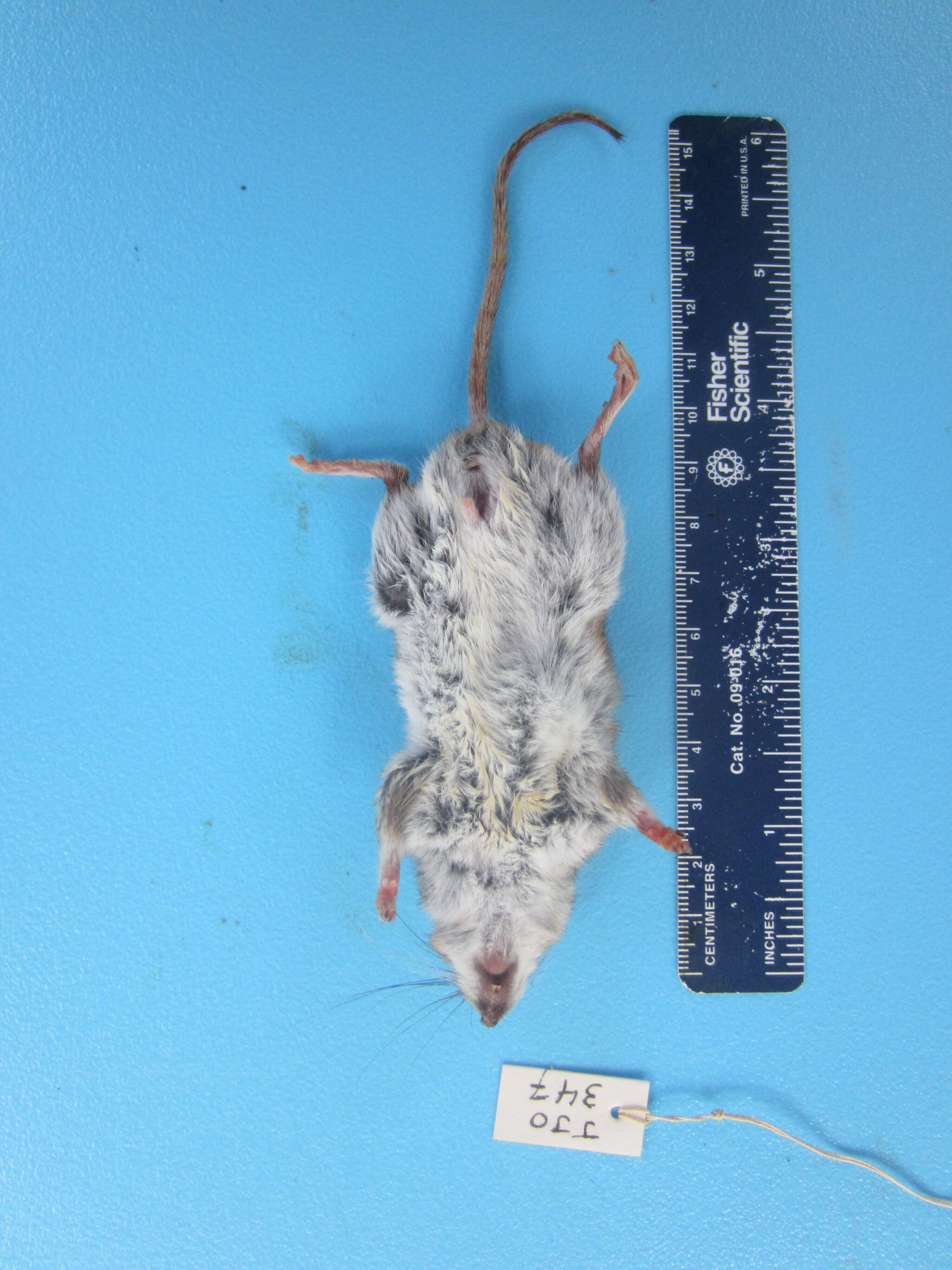 Image of White-footed Deermouse