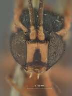 Image de Acropimpla punctata Baltazar 1961