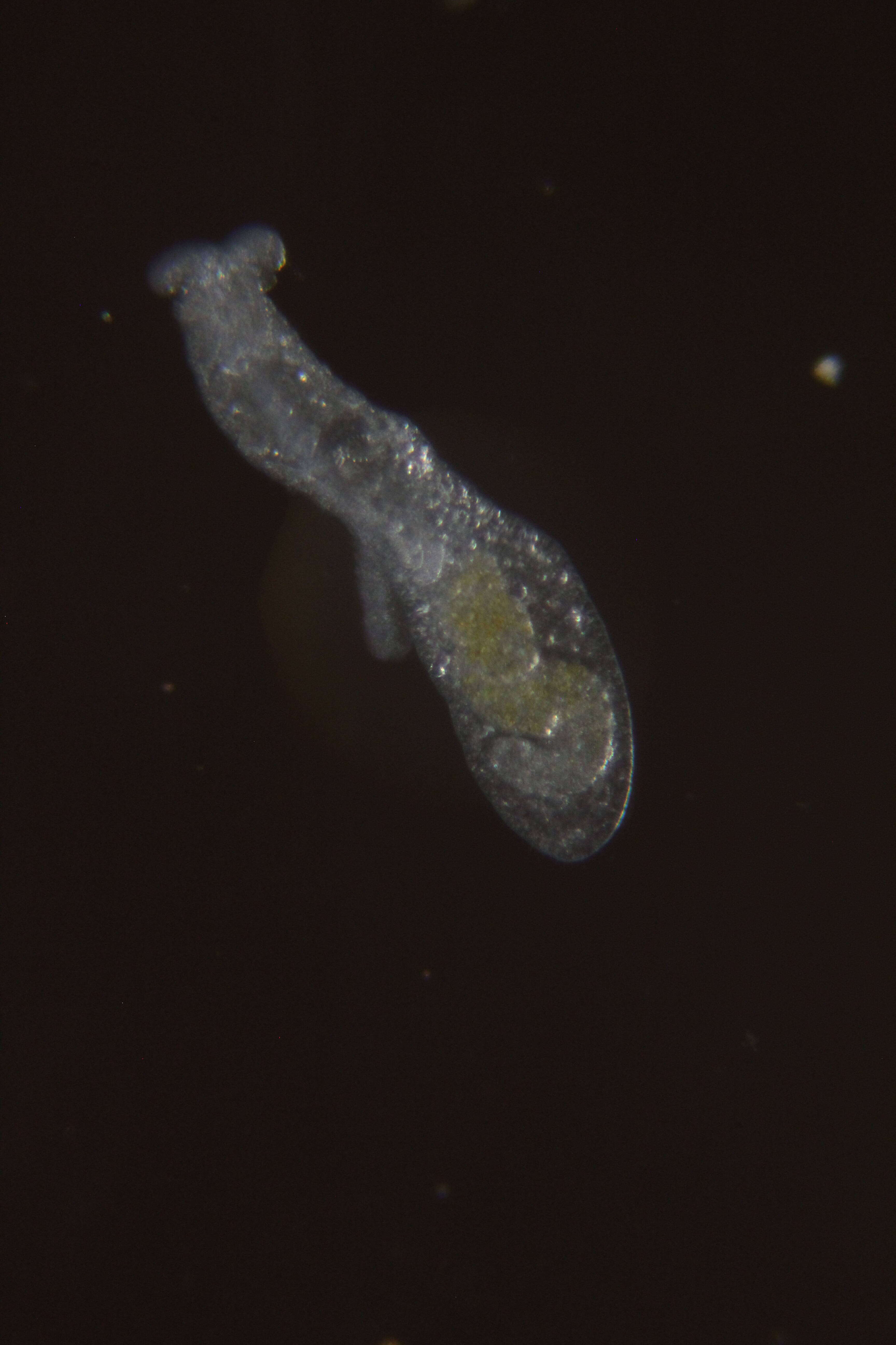 Image of Paraganitus Challis 1968