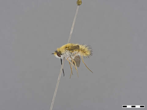 Image of Bombyliidae