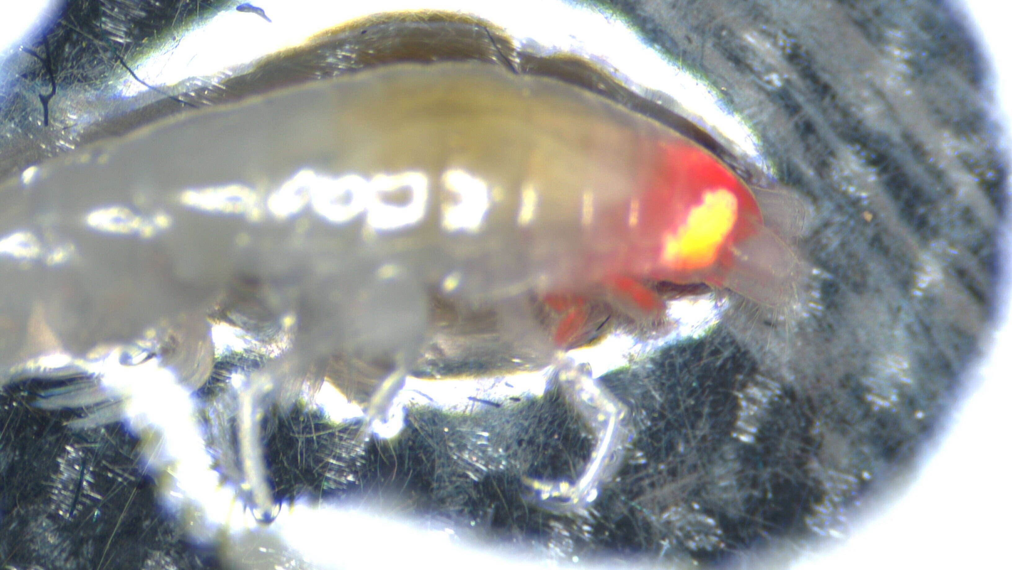 Image of Amphipoda