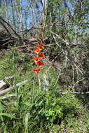 Image of Mingled Beak Sedge