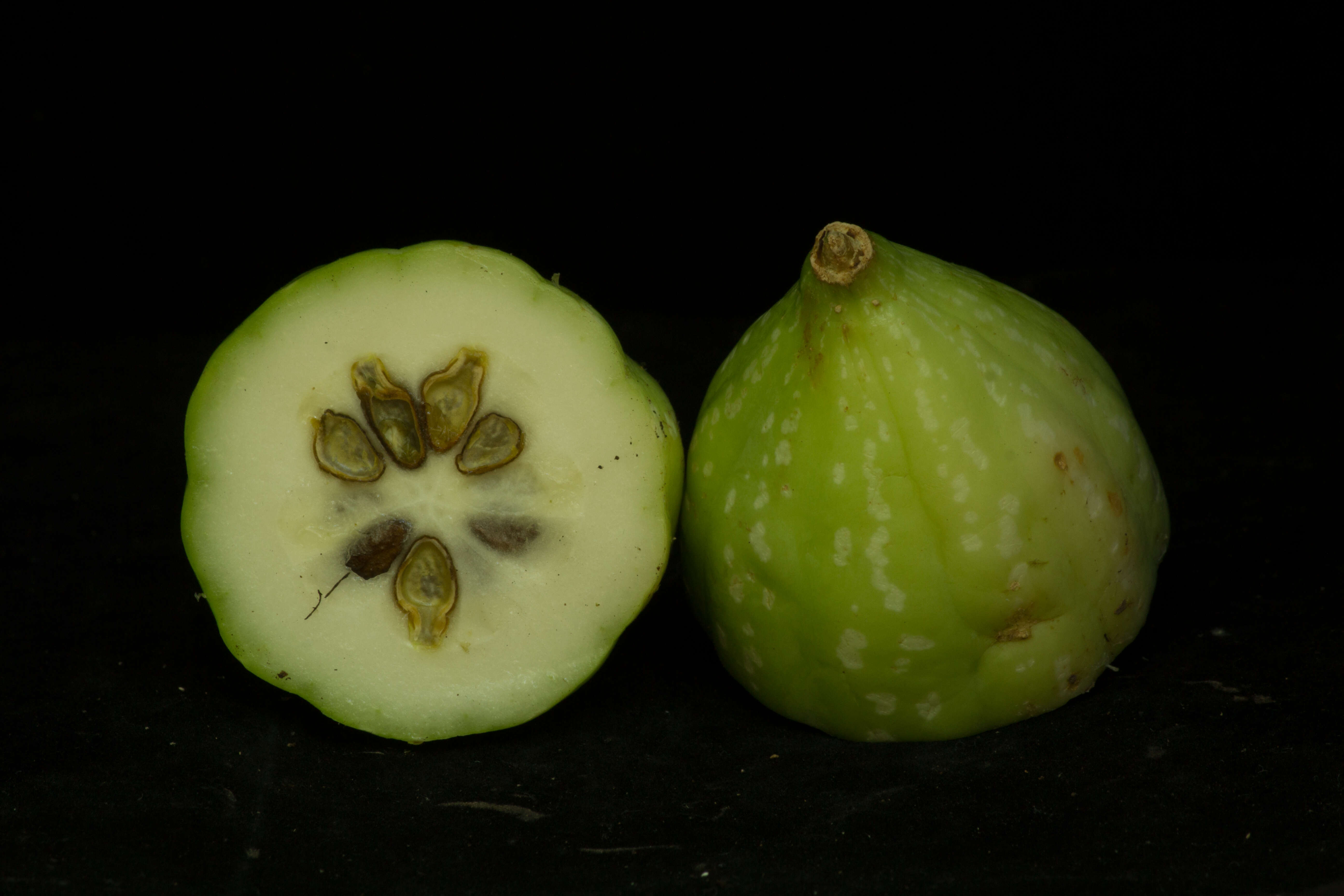 Image of Ibervillea hypoleuca (Standl.) C. Jeffrey