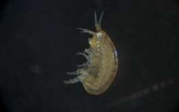 Image of Amphipoda