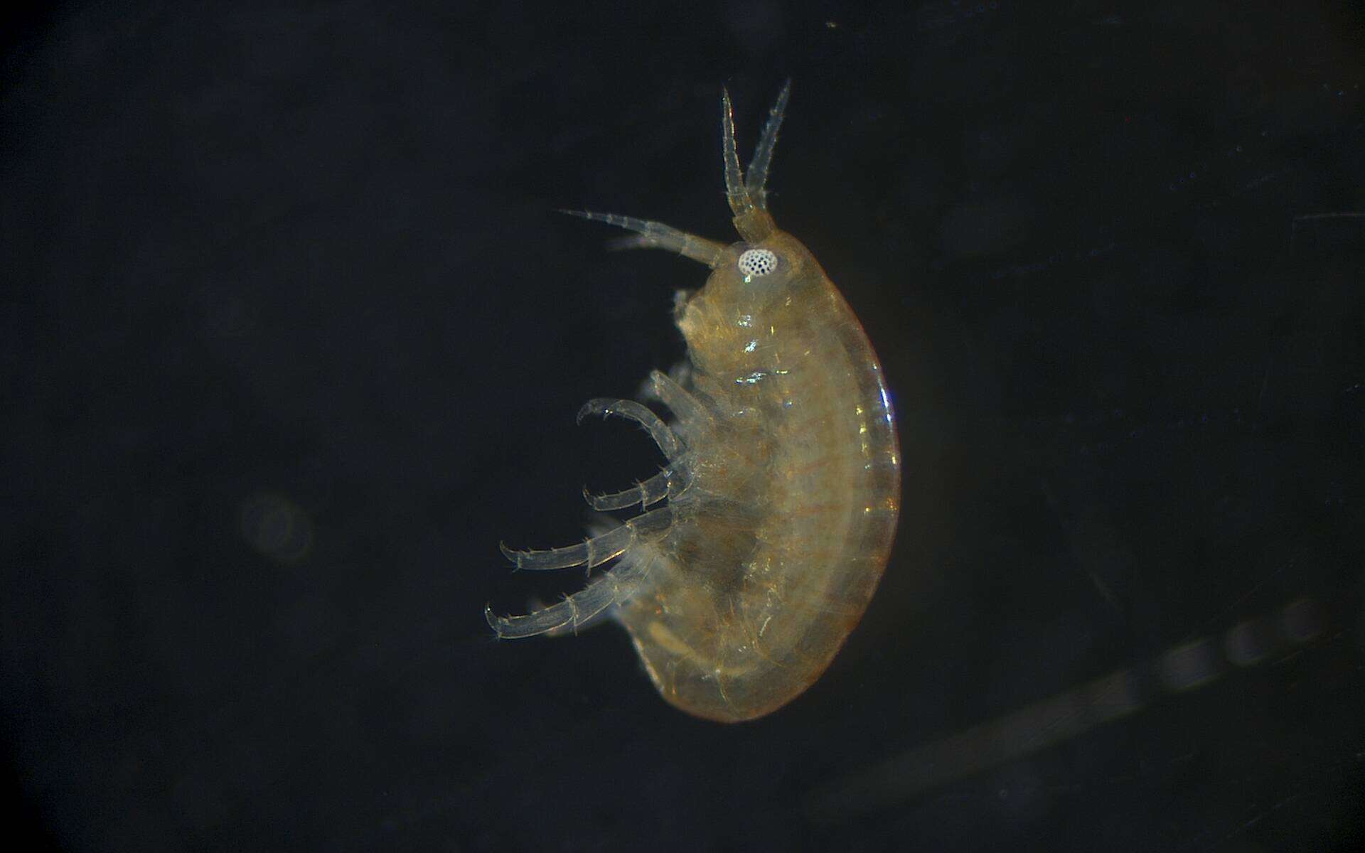 Image of Amphipoda