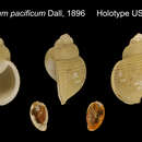 Image of Benthodolium pacificum Dall 1896