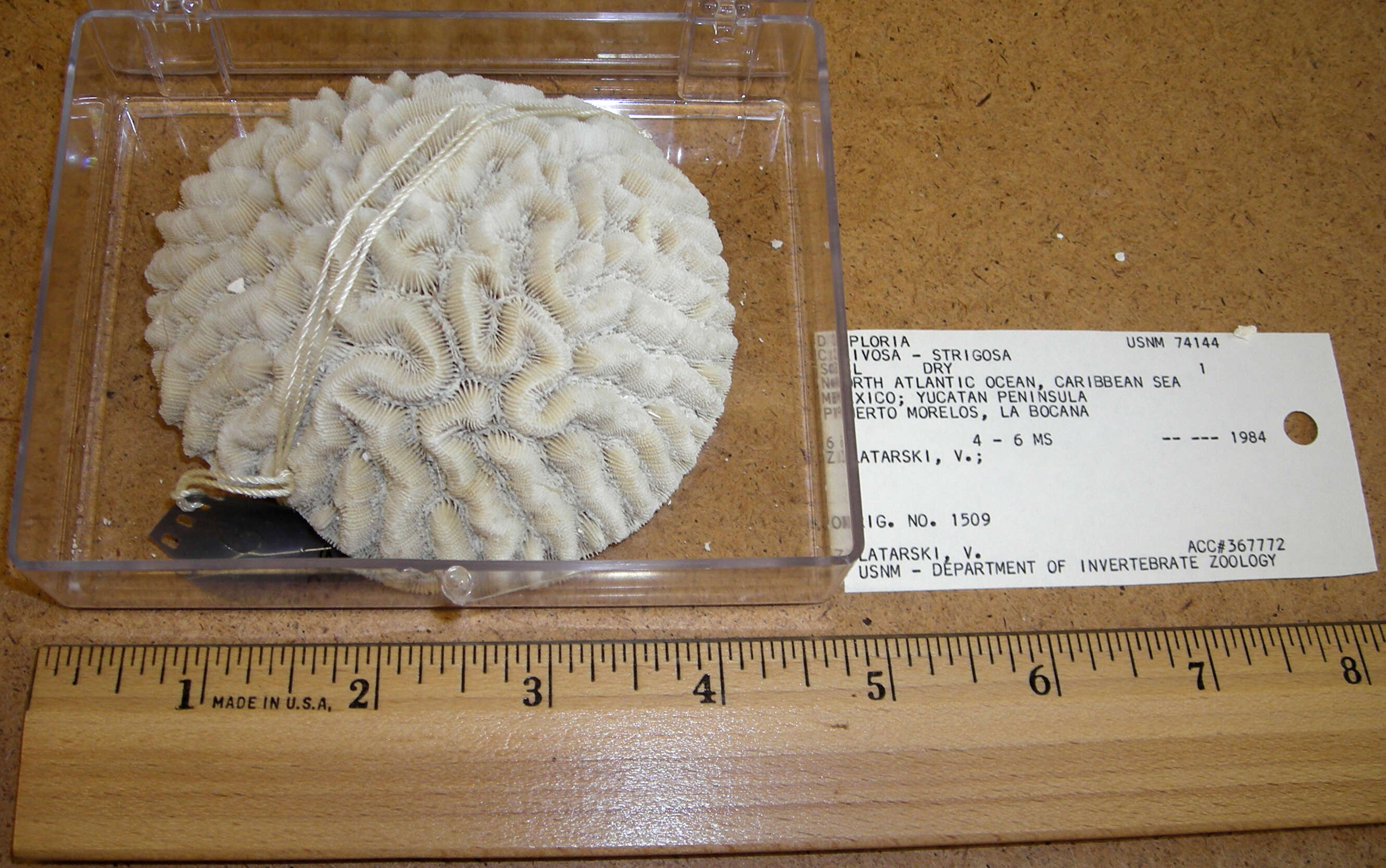 Image of Pseudodiploria Fukami, Budd & Knowlton 2012