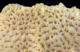 Image of Cactus Coral