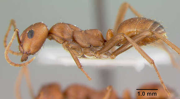 Image of Polyergus lucidus longicornis Smith 1947