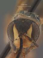 Image of Priocnessus evansi Dreisbach 1961