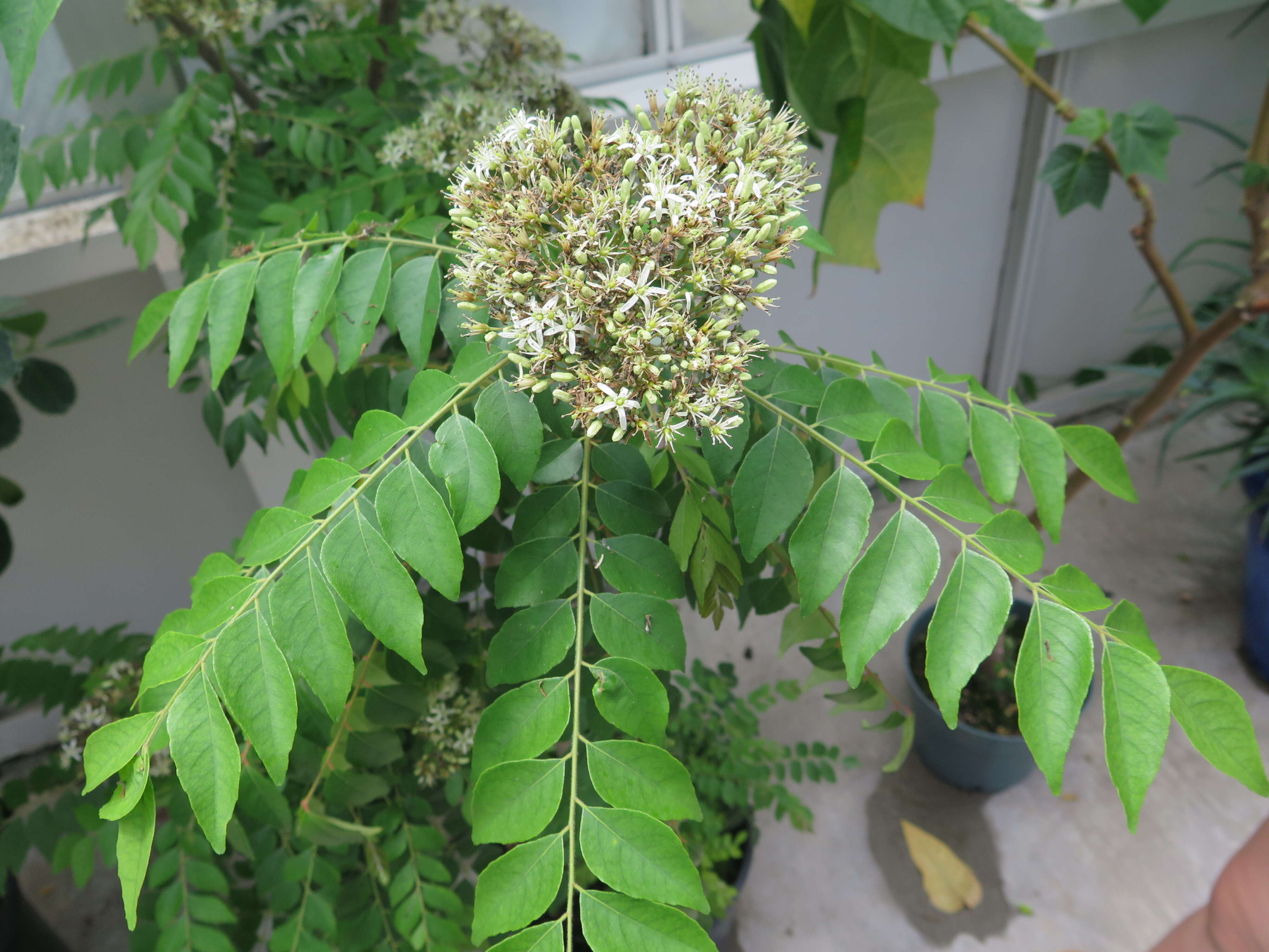 Image of curryleaftree