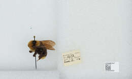 Image de Bombus insularis (Smith 1861)