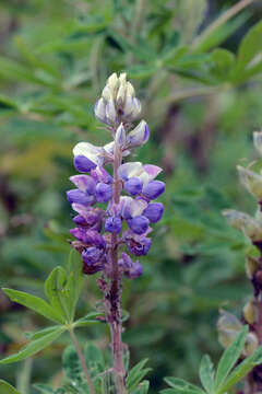 Image of Lupinus mexicanus Lag.