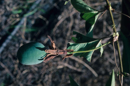 Слика од Passiflora macropoda Killip