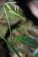 Image of Dalbergia amazonica (Radlk.) Ducke