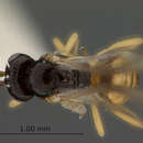 Image of Opius adductus Fischer 1964