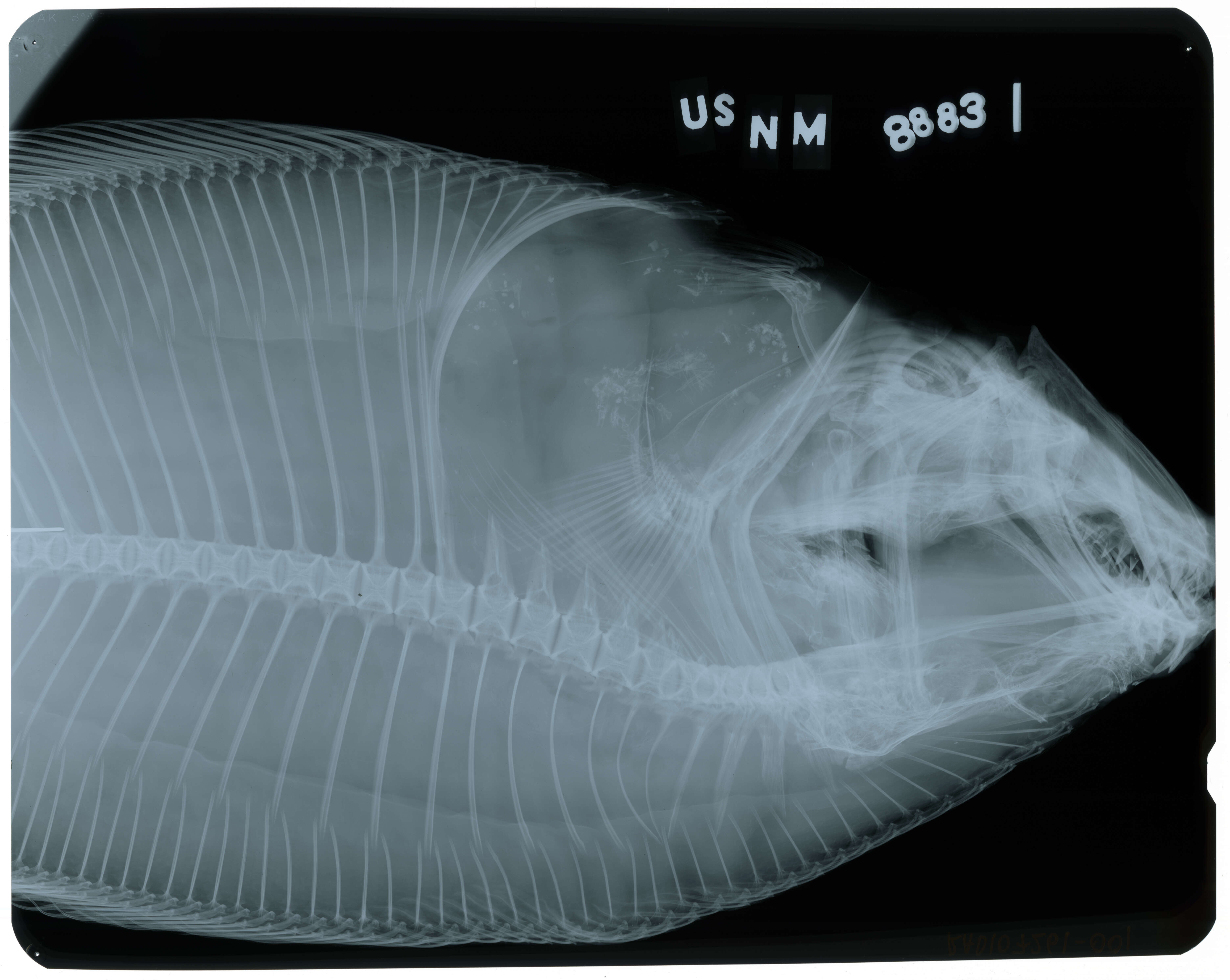 Paralichthys fernandezianus Steindachner 1903 resmi