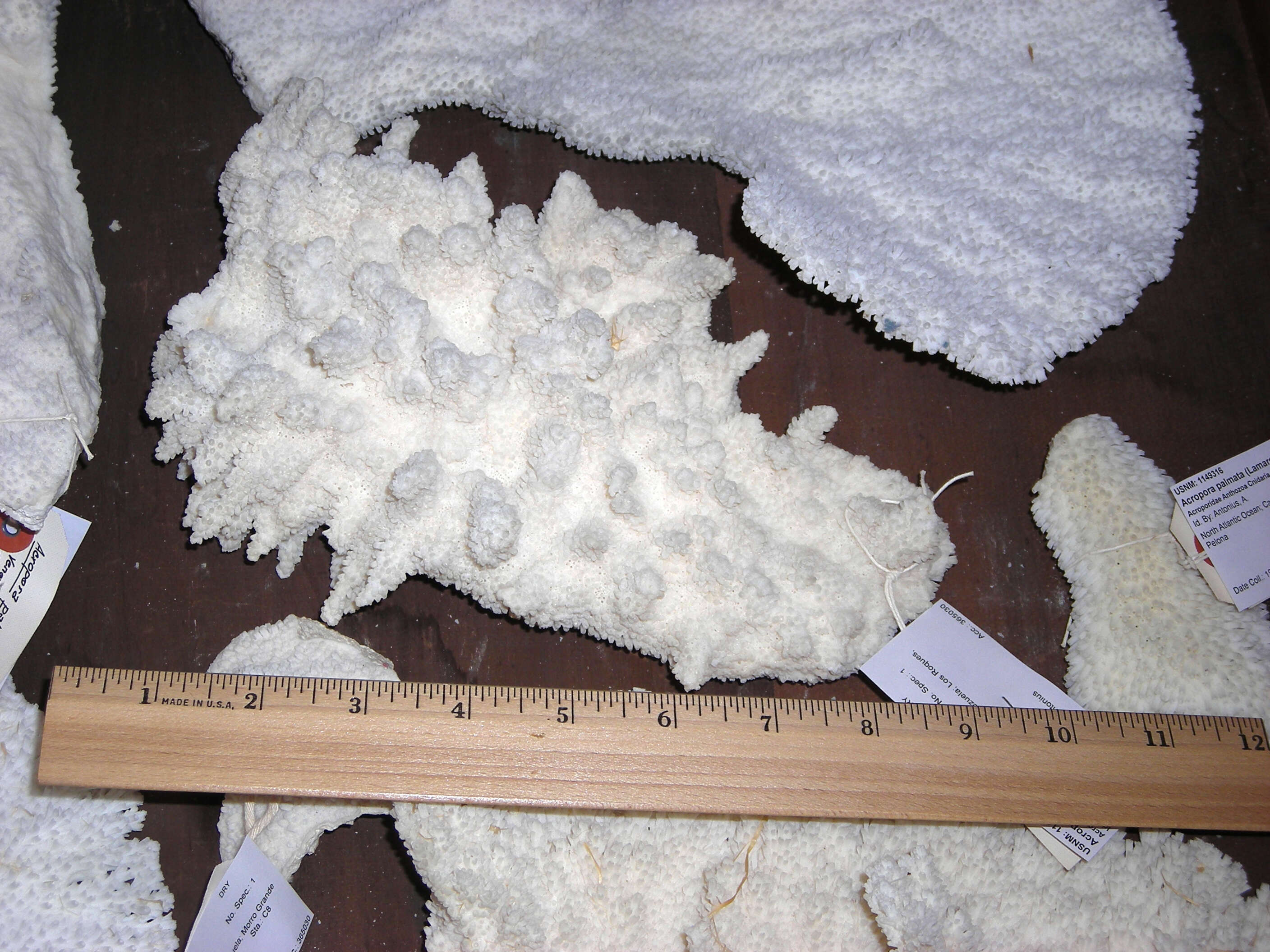 Image of Elkhorn Coral