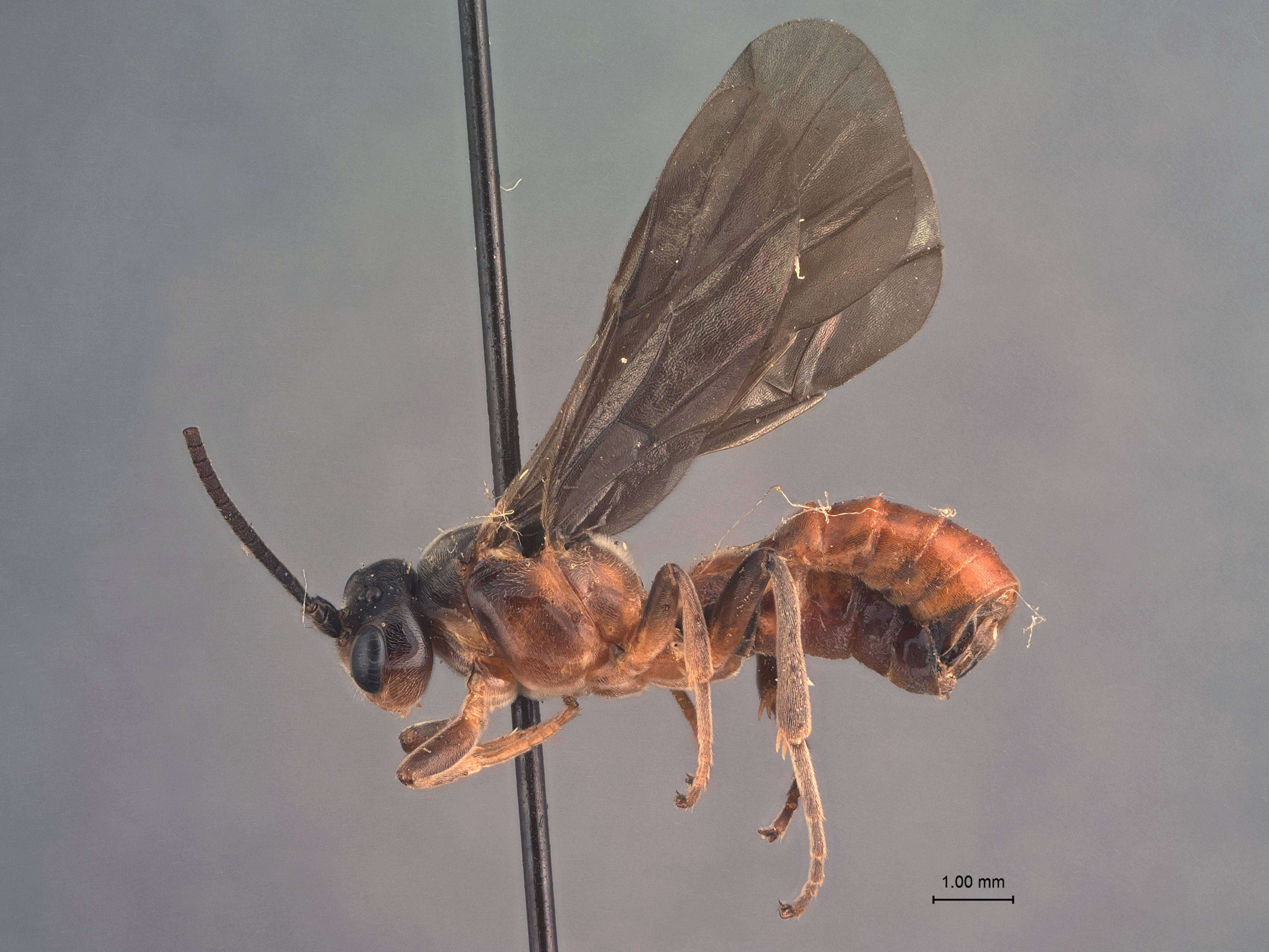 Image of Boethus nigripennis Cushman 1922