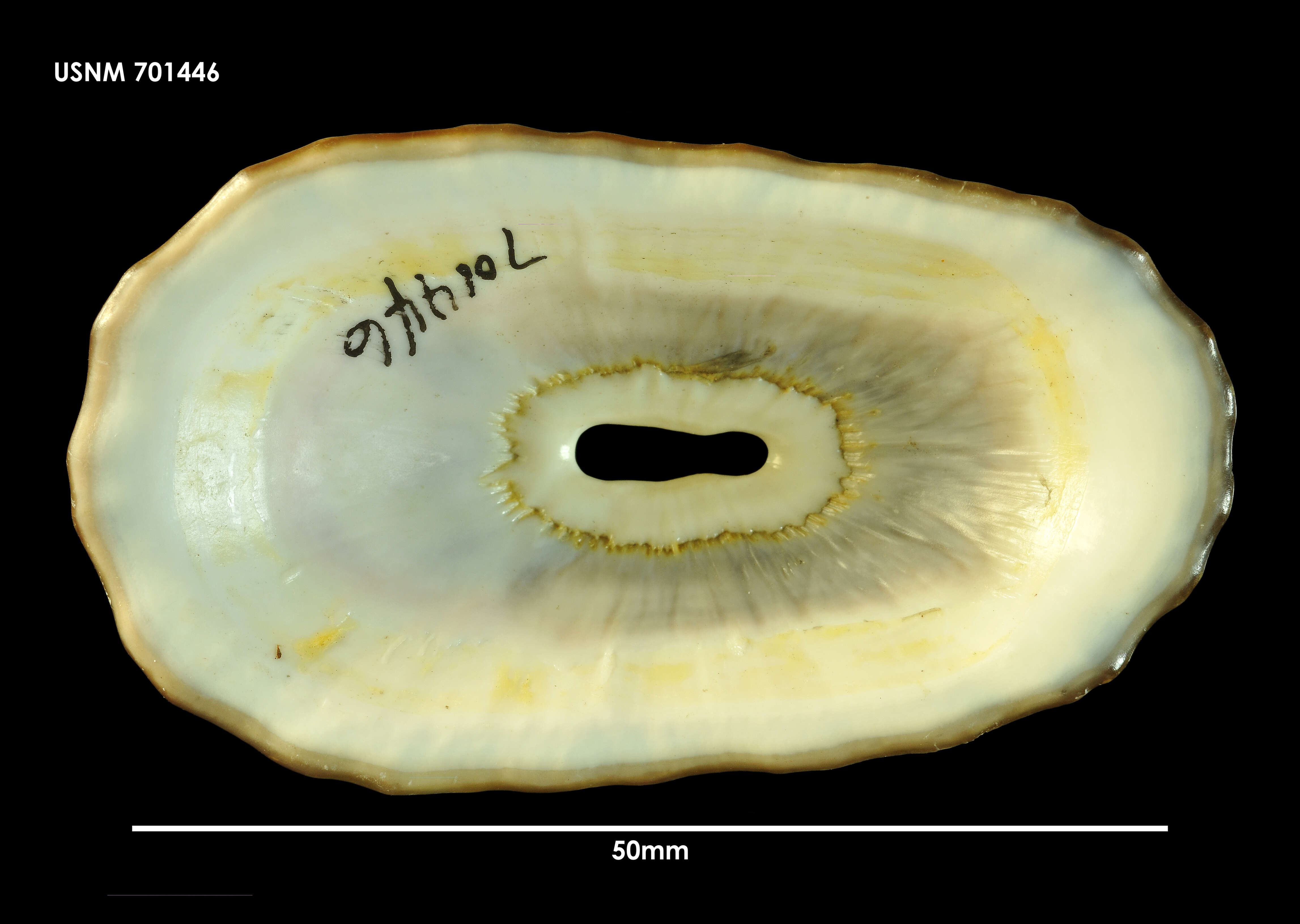 Image of Fissurella crassa Lamarck 1822