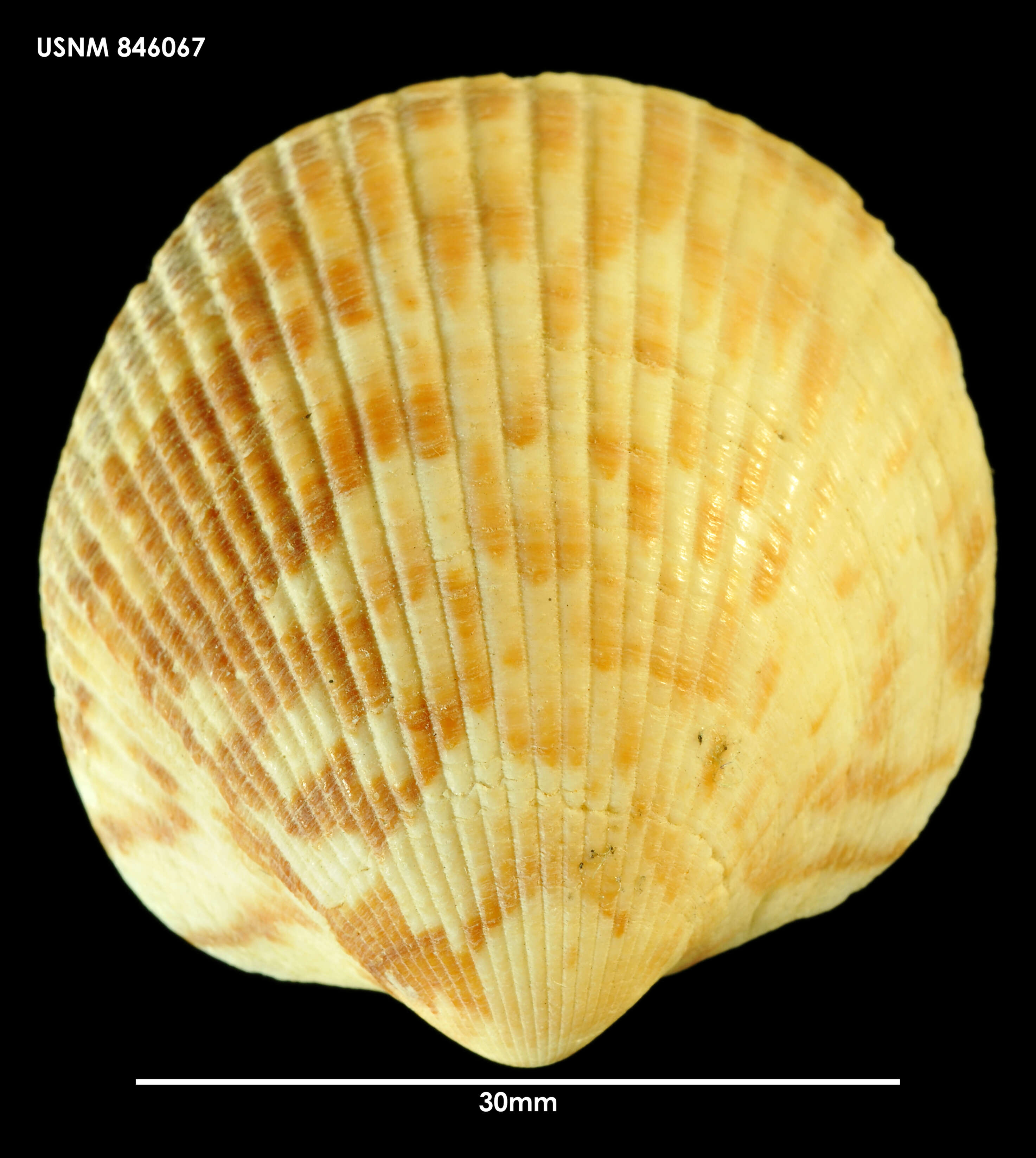 Image of Tucetona laticostata (Quoy & Gaimard 1835)