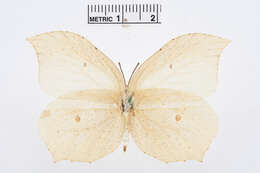 Image of Gonepteryx aspasia Ménétriès 1859