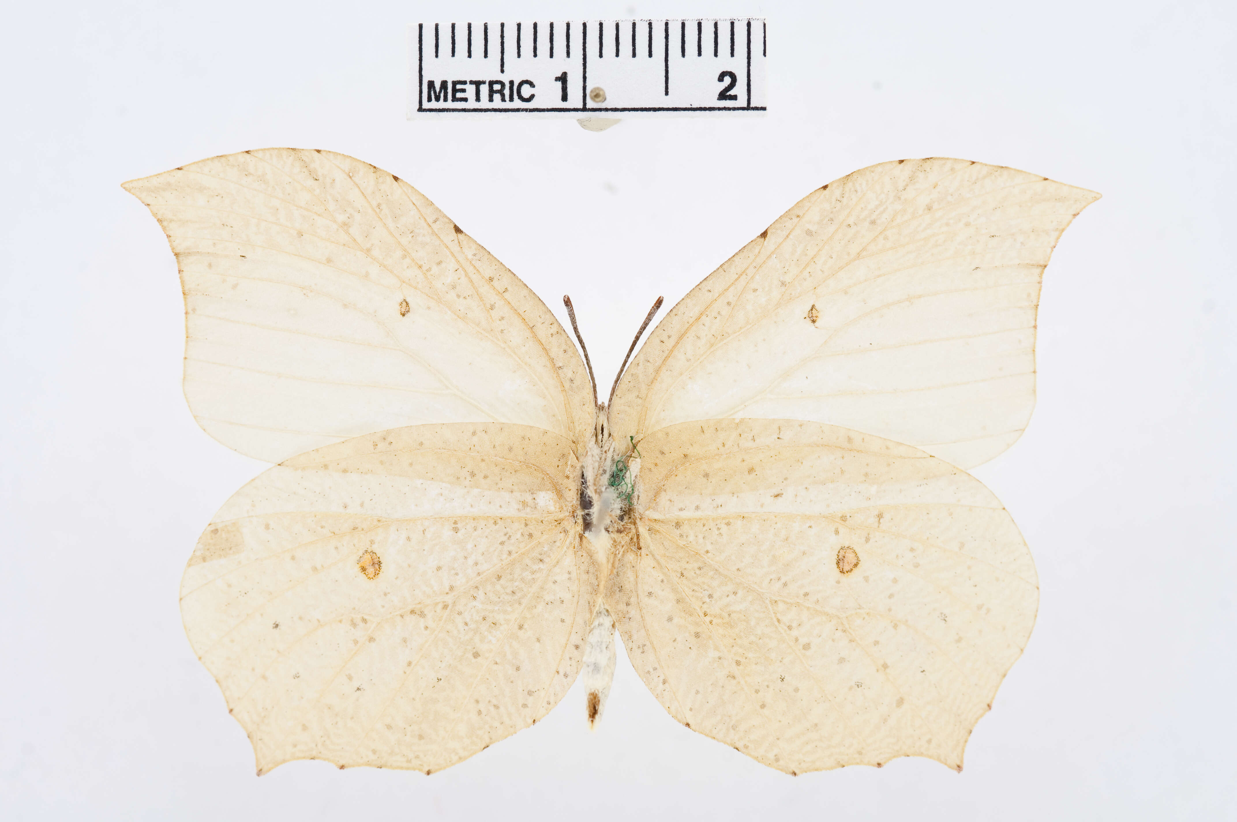 Image of Gonepteryx aspasia Ménétriès 1859