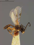 Image of Aphidius crassicornis Ashmead