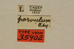 Image of Tetropium parvulum Casey 1891