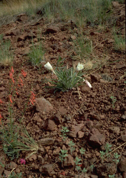 Oenothera cespitosa subsp. navajoensis W. L. Wagner, R. E. Stockhouse & W. M. Klein resmi