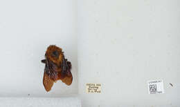 Image of Bombus atripes Smith 1852