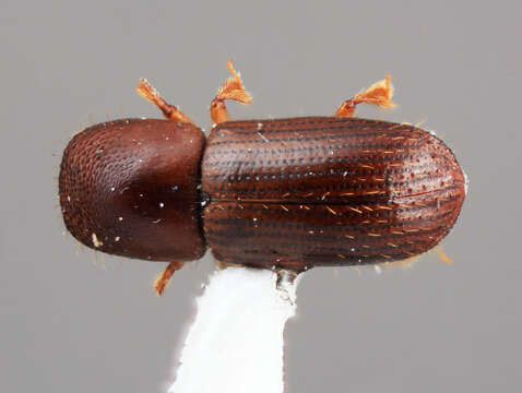 Image of Xyleborus araguensis Wood 2007