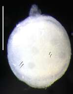 Image of Apolemia lanosa Siebert, Pugh, Haddock & Dunn 2013