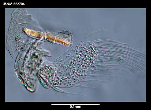 Image of Arhaphuroides Sieg 1986