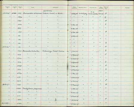 صورة Trachyphonus purpuratus elgonensis Sharpe 1891