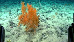 Image of Black coral