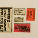 Image of Stenostola basisuturale Gressitt 1935