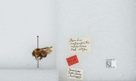 Image of Bombus breviceps Smith 1852