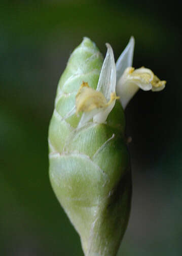 Image of Shampoo Ginger