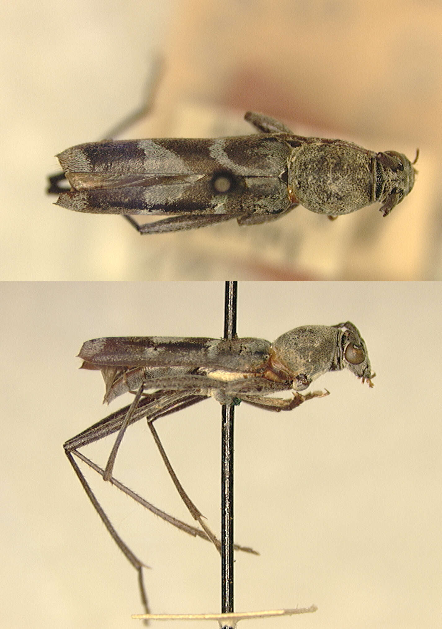 Image of Demonax dubius Aurivillius 1928