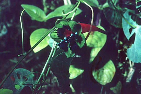 Image of Tropaeolum deckerianum Moritzi & Karst.