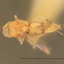 Chrysonotomyia aemilia (Girault 1917) resmi