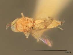 صورة Chrysonotomyia aemilia (Girault 1917)